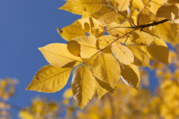 Gold of autumn