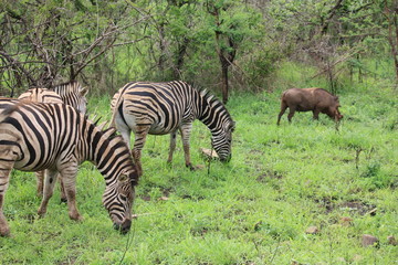 Afrique_du_Sud