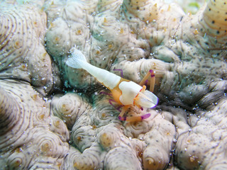 Emperor shrimp periclimenses imperator auf Seegurke sea cucumber