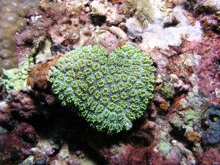 Herzförmige Koralle