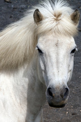 Obraz premium Islandpferd, Island, Isländer