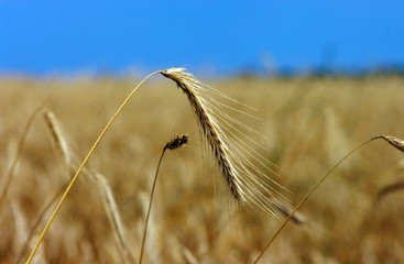 Fototapeta na wymiar Fields of Wheat at the end of summer fully ripe