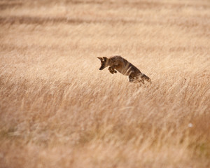 Coyote