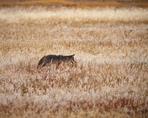 Coyote