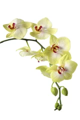 Papier Peint photo Lavable Orchidée yellow orchid flowers