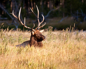Elk