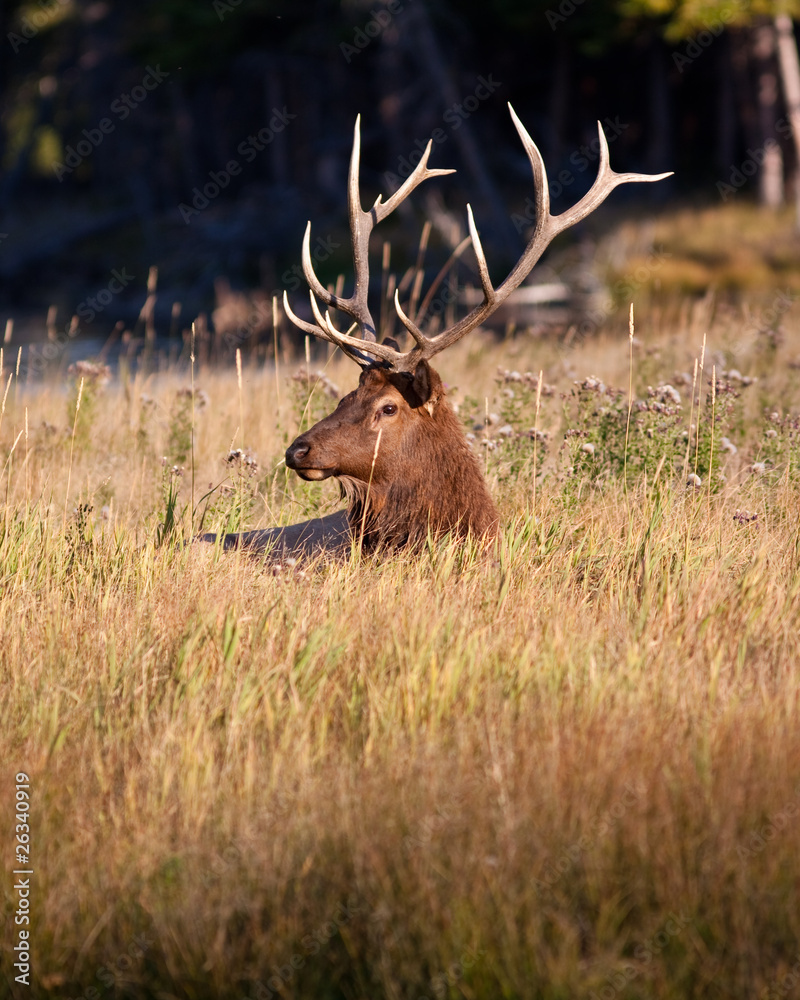 Wall mural Elk