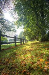 Obraz premium Autumn tree lined avenue with sun flare and vibrant colors