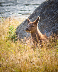 Elk Calf