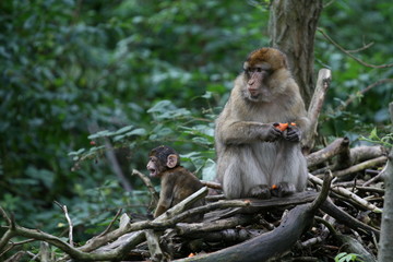 Obraz premium Äffchen