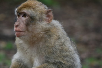 Fototapeta premium Äffchen