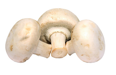 Three agaricus mushrooms