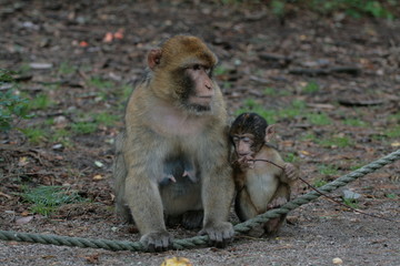 Fototapeta premium Äffechen