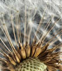 close-up of dandelion seed head