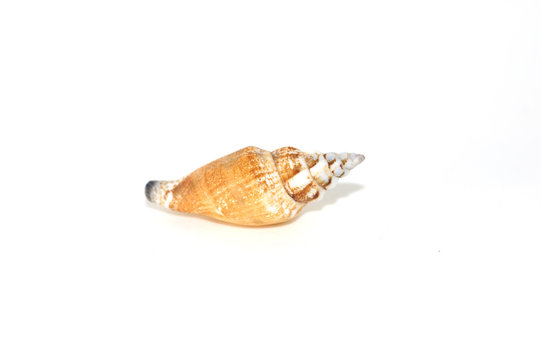 Shell