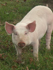 un cochon dans un pr&eacute; &agrave; la ferme