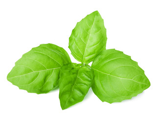 basil isolated