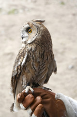 long-eared owl on hand