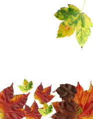 Herbst bunte Blätter Ahorn