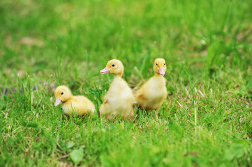 three fluffy chicks