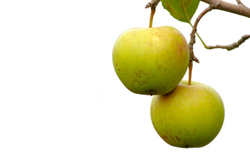Green apples