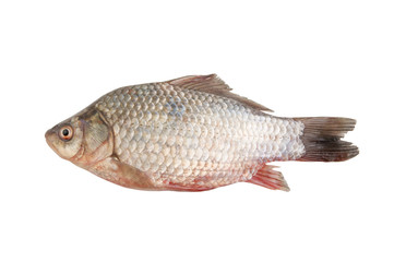 Crucian isolated on white background