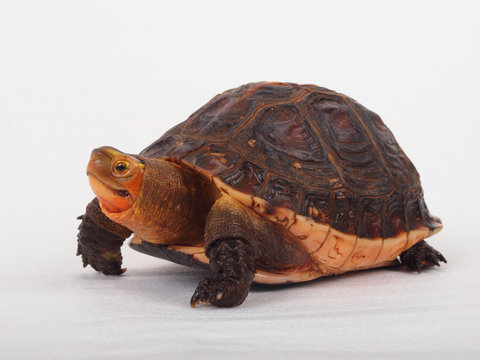 Schildkr&ouml;te