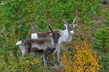 Rentier © Karin Jähne