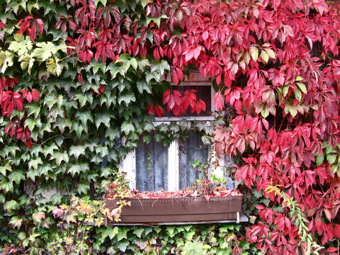 Fenster mit Herbstbl&auml;ttern