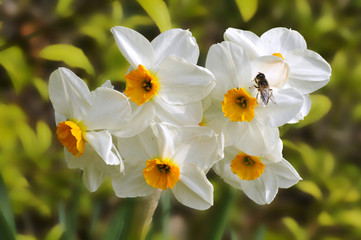 Fleurs de narcisse blanc et orange avec une mouche