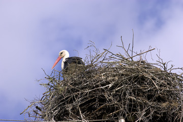 White stork in the nest