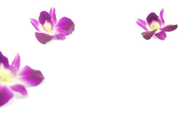 Obraz na płótnie Canvas Orchid purple