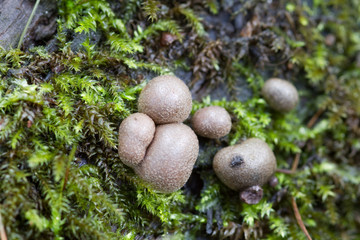 Fungus
