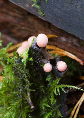 Fungus