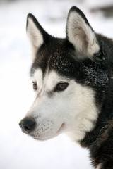 Malamute dog
