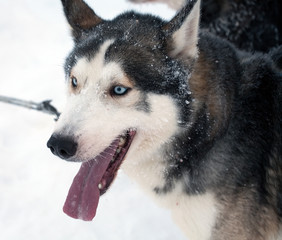 husky sled dog