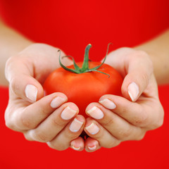 tomato in woman hands