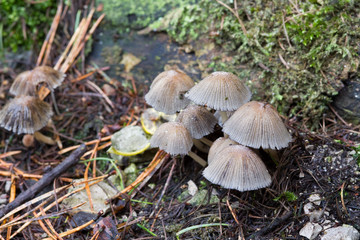 Fungus