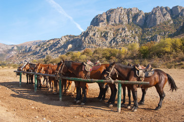 Horses at a hitching post