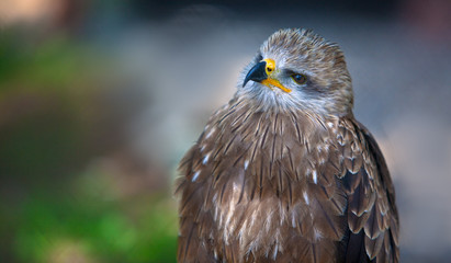Europäischer Mäusebussard