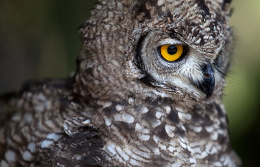 Junge europäische Eule