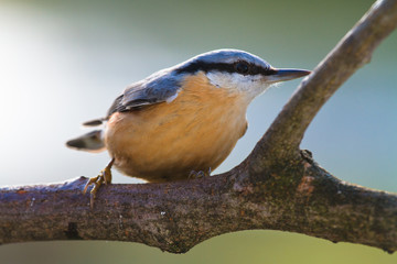 Kleiber, Sitta europaea