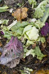 Rotting cabbage leaves on a vegetable garden ground