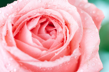 Fototapeta na wymiar Roses flowers