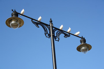 Doves on Street Lighting