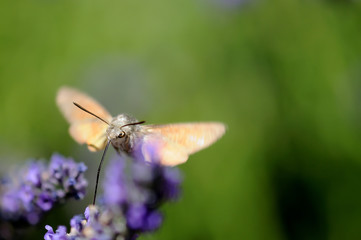 macro de papillon morosphinx