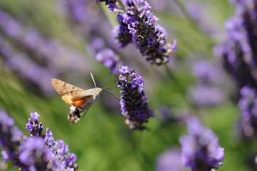 papillon morosphinx dans la lavande