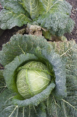 Savoy cabbage in a vegetable garden