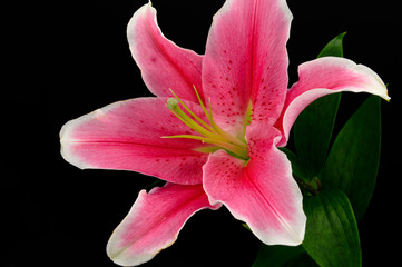Fototapeta na wymiar Lily flower on black background