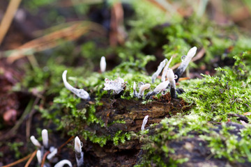 Candlesnuff Fungus